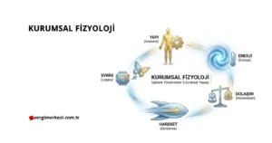 İşletmeler ekonomik değil, biyolojik varlıklardır. Entropi, Homeostazi ve Fizik yasalarıyla şirket anatomisini analiz eden Birleşik Yönetim Teorisi'ni keşfedin.